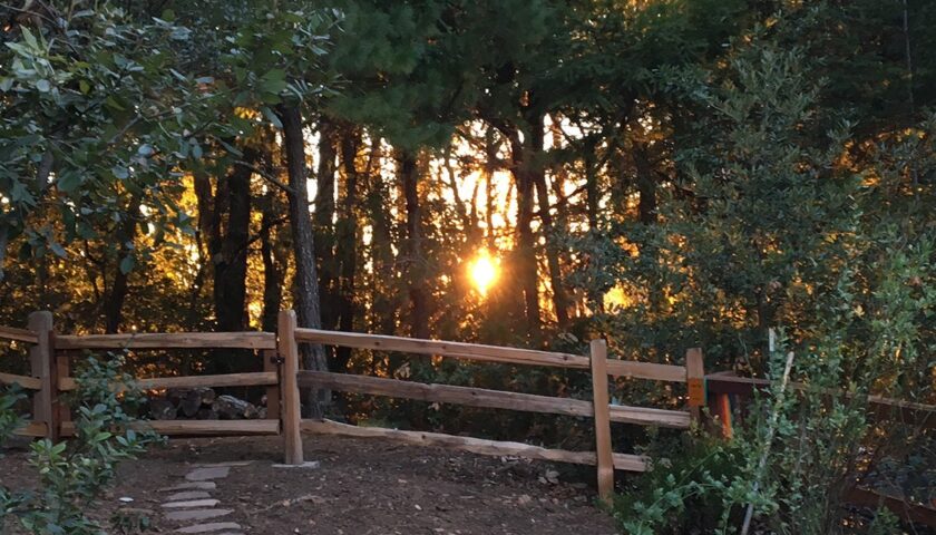 Golden Hour in the San Lorenzo Valley Santa Cruz Mountains