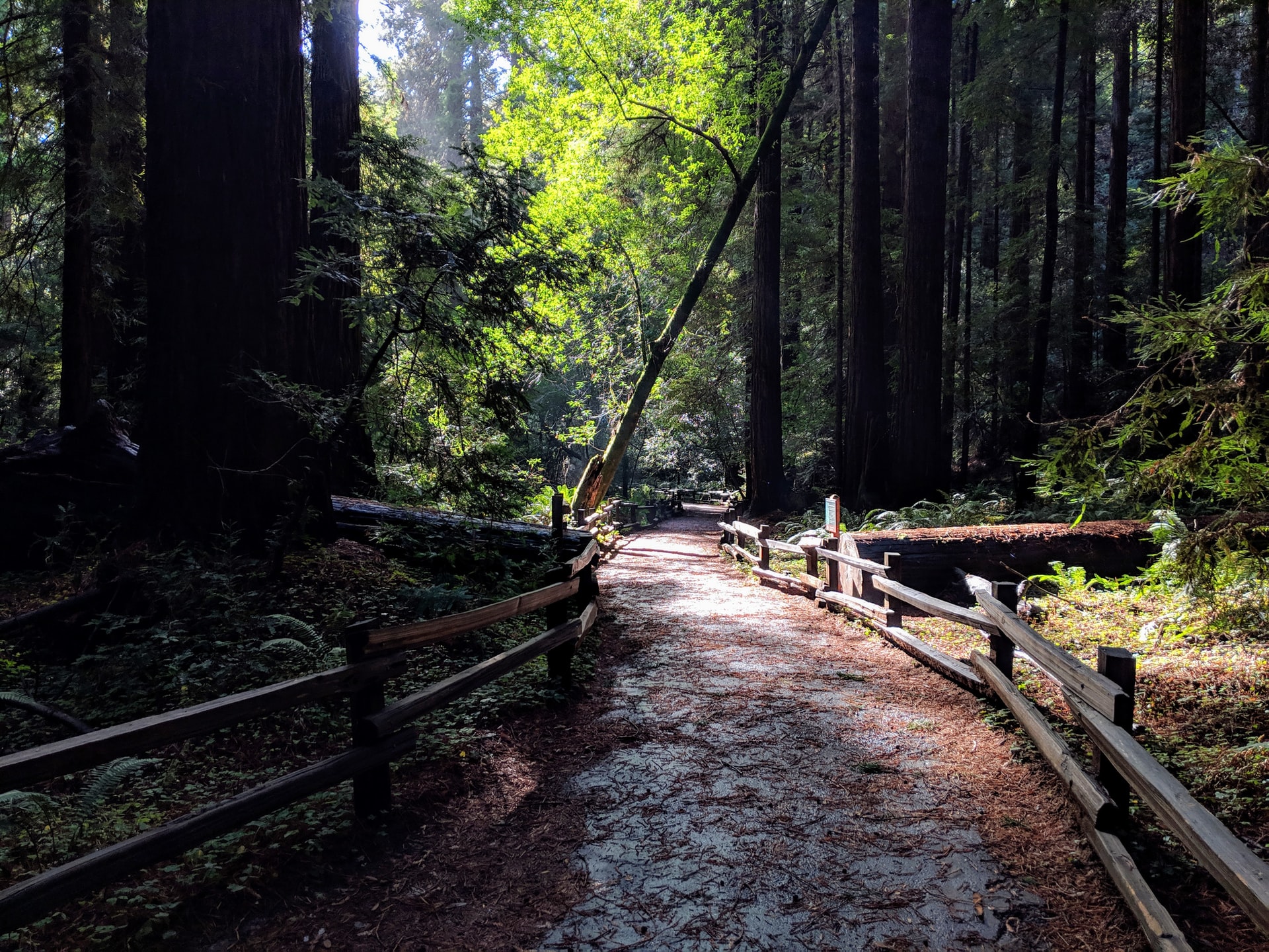 redwoods state parks