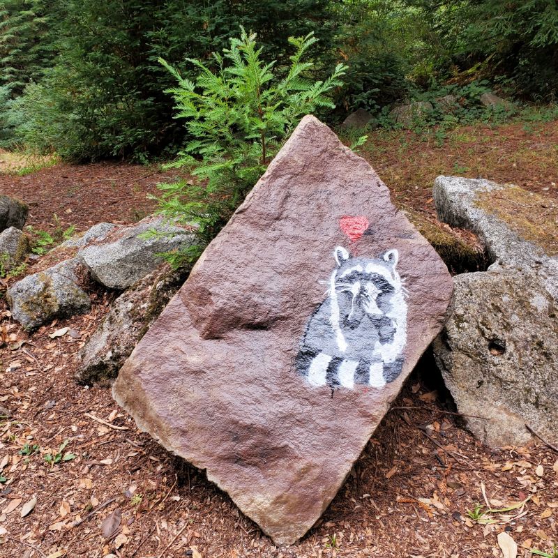 Photo by Mary Andersen Heart Rock Raccoon 2020 800