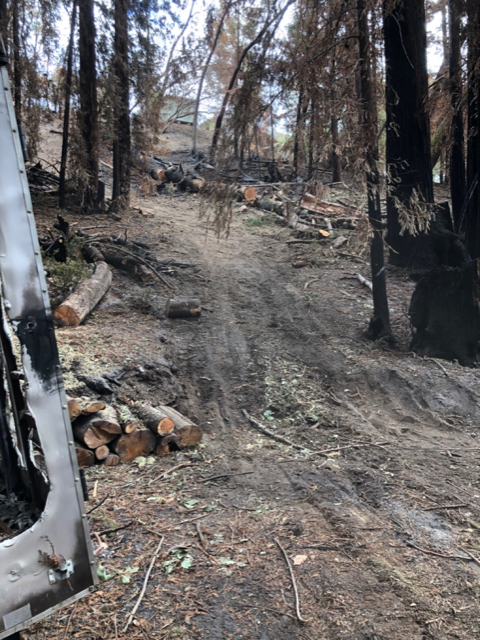Nancy Macy PG&E cutting redwood trees after fire