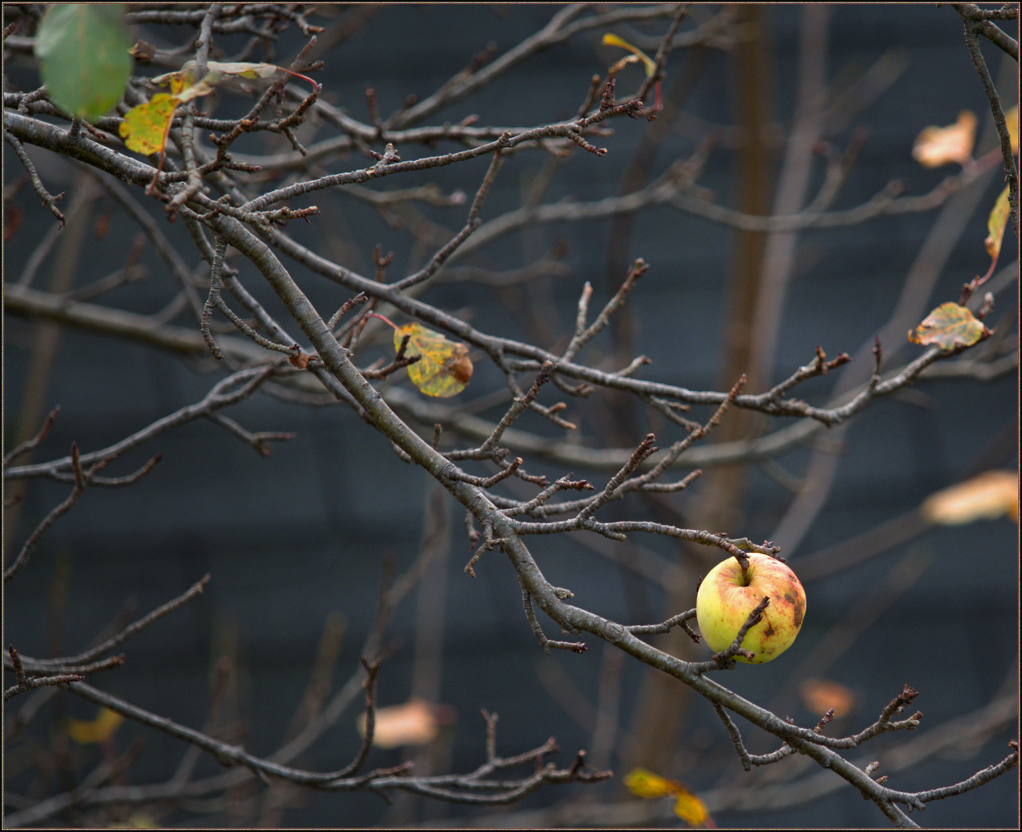 Winter gardening pruning apple trees