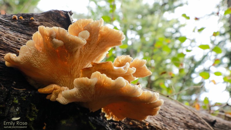 Emily Pomeroy Photography oyster mushroom