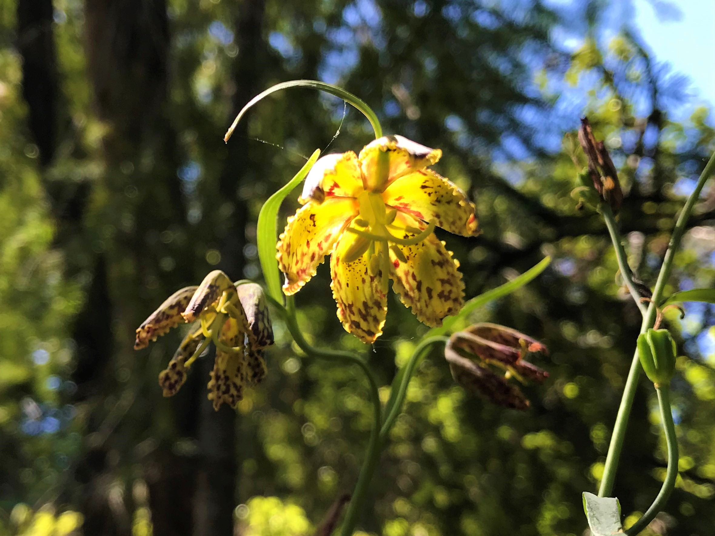 Checker Lily Wildflowers Santa Cruz Mountains