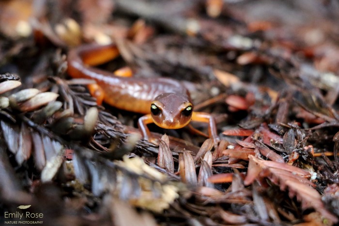 Salamanders Aptos Santa Cruz Mountains