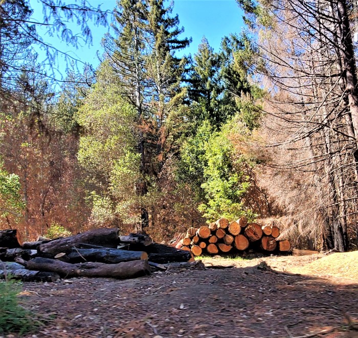 PG&E unpermitted tree cutting in the CZU Burn zone
