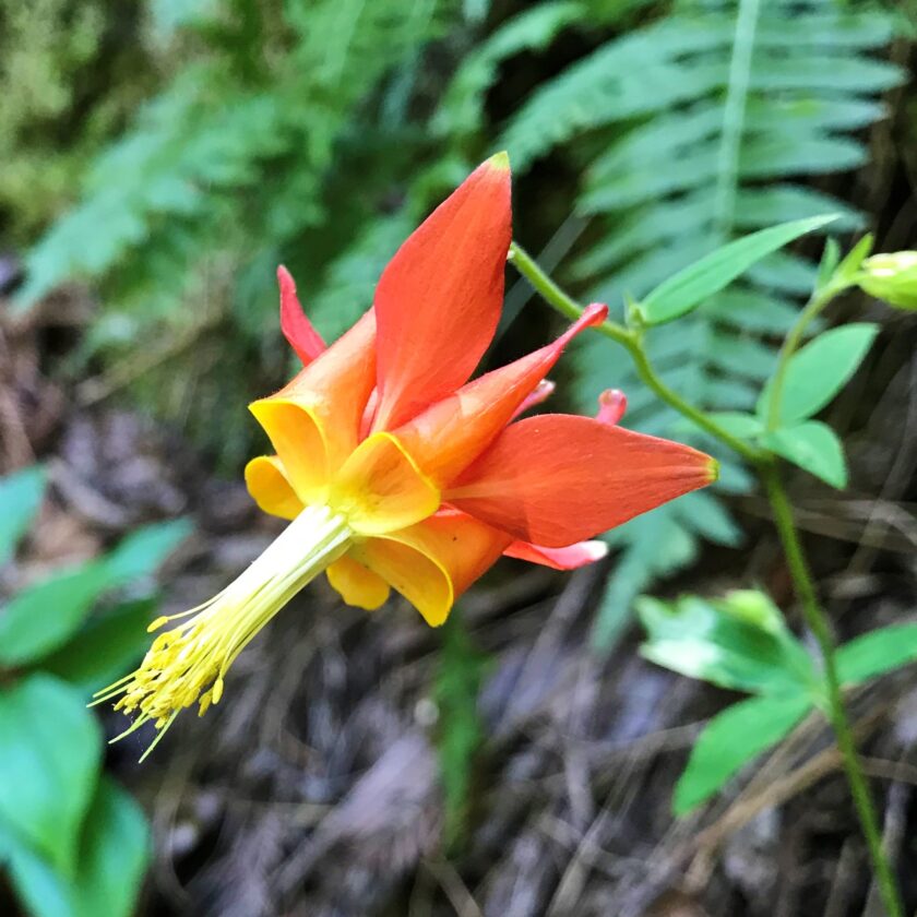 Crimson Columbine Pogonip Santa Cruz California