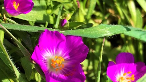 Redmaid wildflowers Glenwood Preserve Scotts Valley