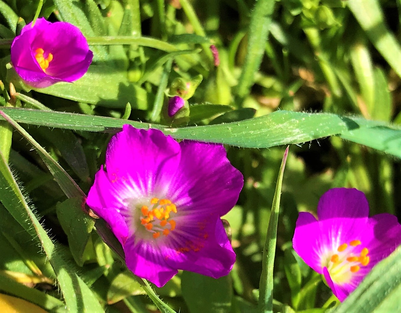 Redmaid wildflowers Glenwood Preserve Scotts Valley