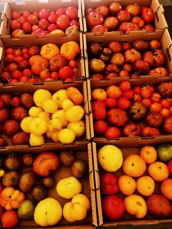 tomatos from Love Apple Farms