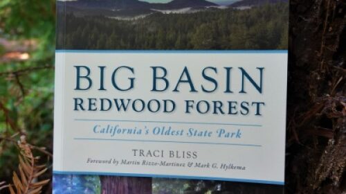 Traci Bliss book Big Basin Redwood Forest