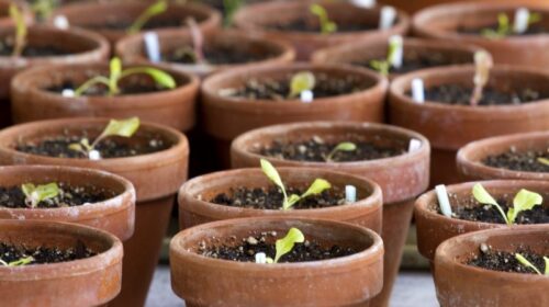 seedlings in terracotta pots