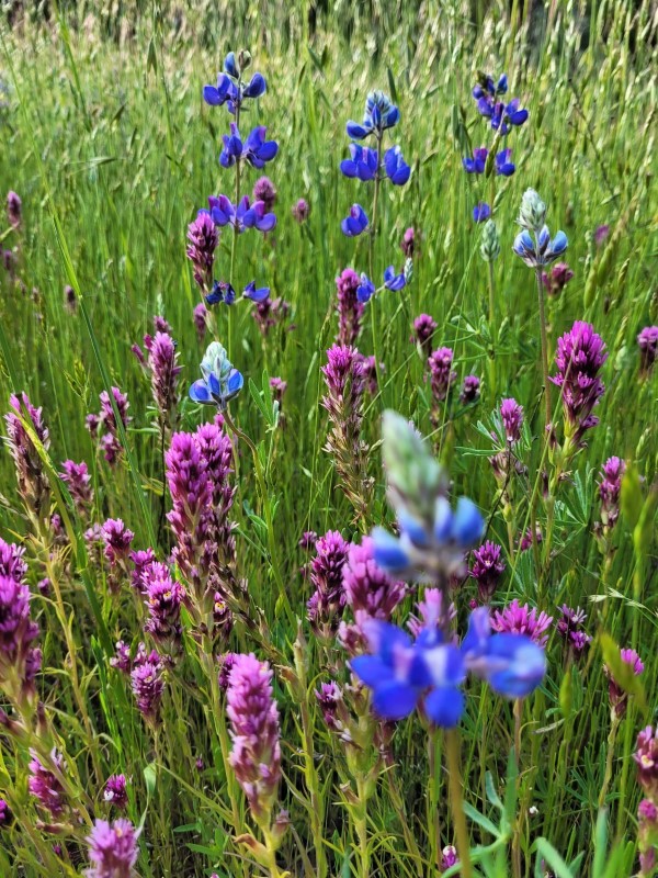 summer lupines david chadwick