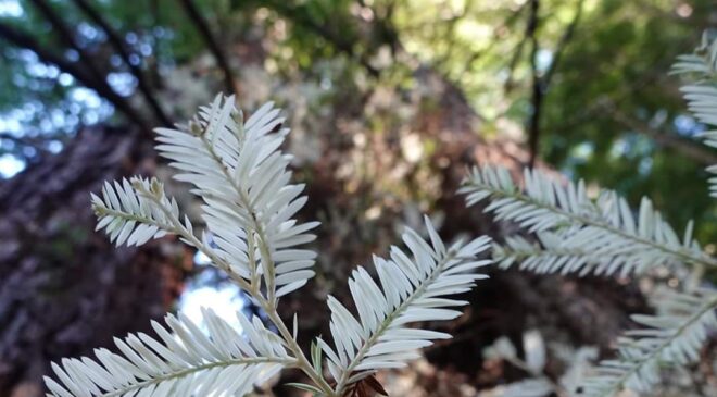 Albino Redwoods Gale McCreary
