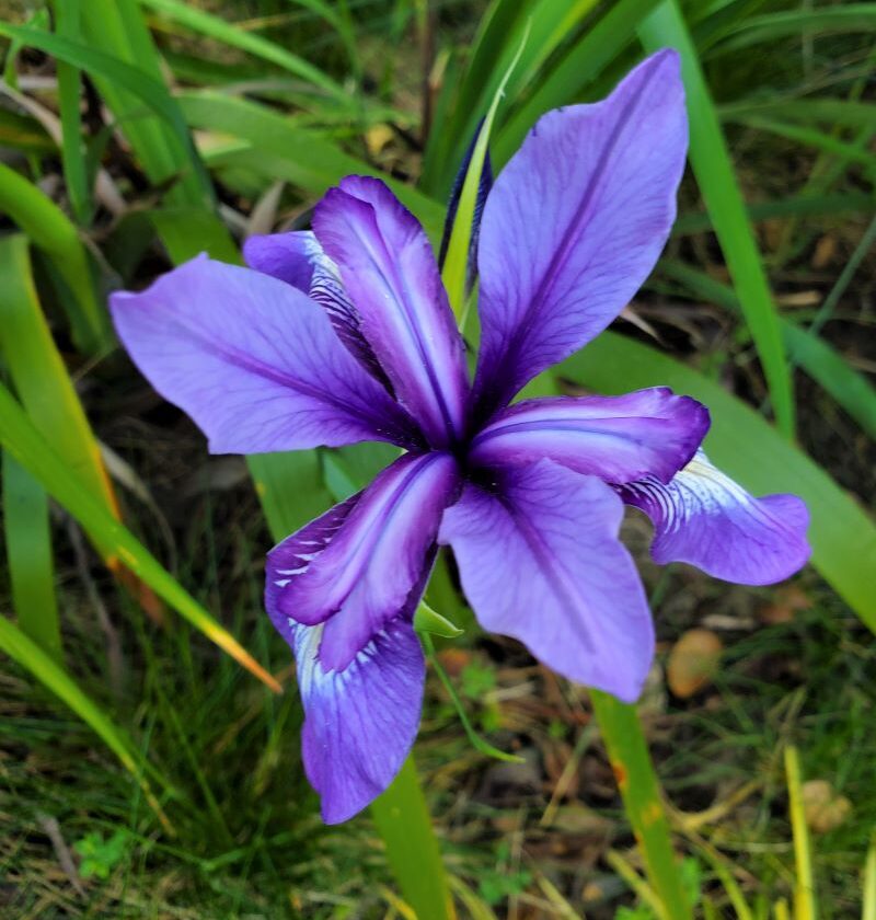 marin iris douglasiana