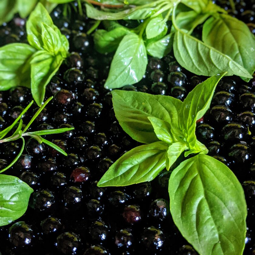 elderberry merlot grapes basil