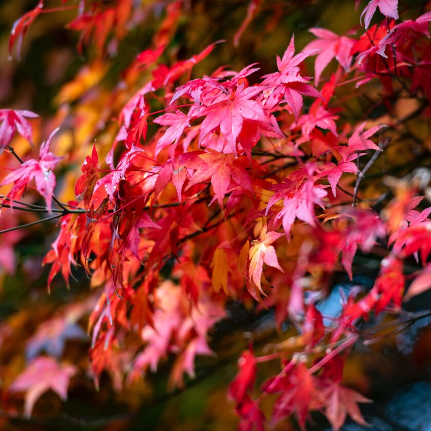 Japanese Maple Acer palmatum