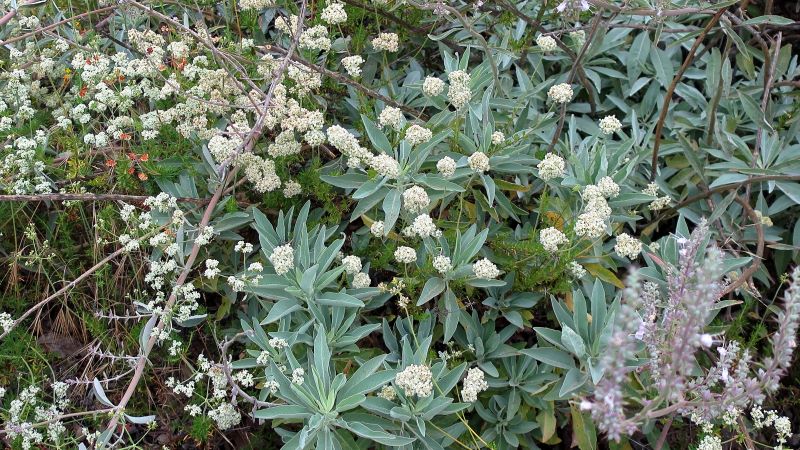 California native White Sage Salvia apiana
