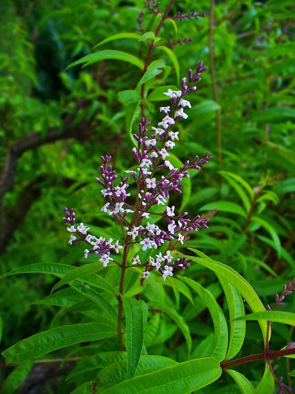 Image for display with article titled The Busiest Month in the Garden