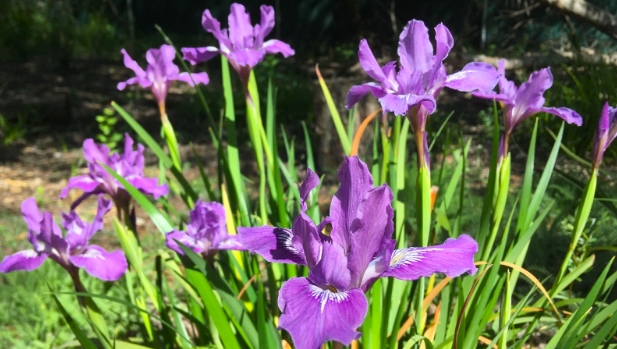 Starting and Tending Your Native Pollinator Garden - San Lorenzo Valley ...