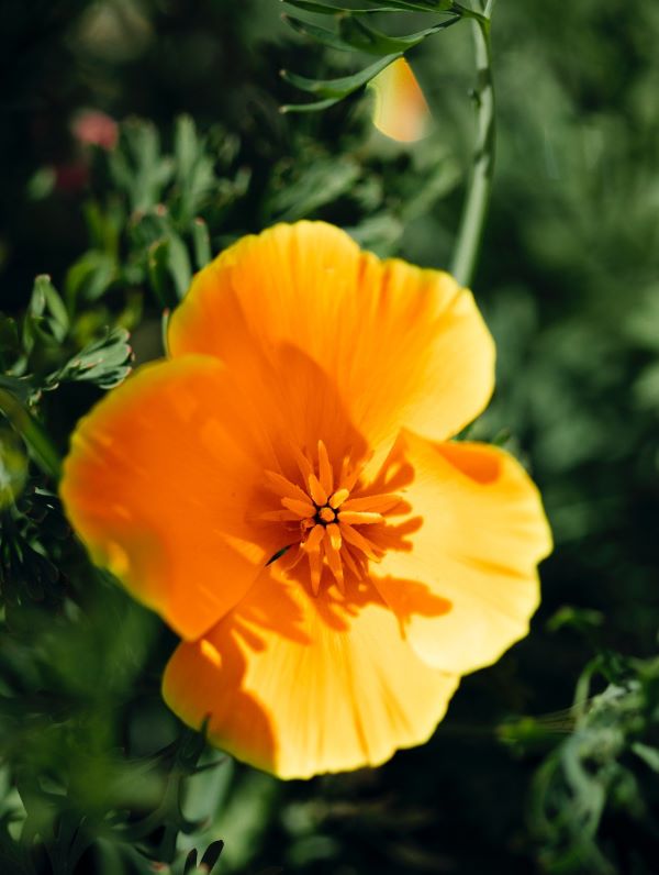 Image for display with article titled Starting and Tending Your Native Pollinator Garden