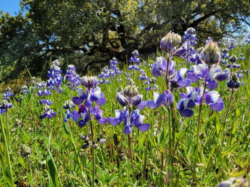 Image for display with article titled Showtime in the Garden: May Blooms and Vegetable Garden Bliss