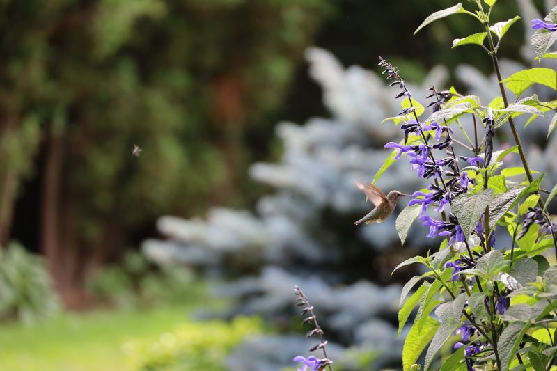 hummingbird sage in the may garden