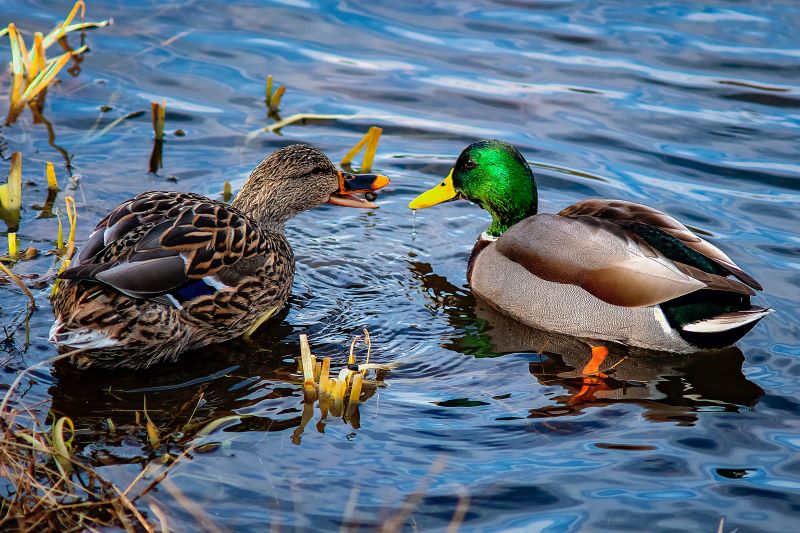 Image for display with article titled The Miracles of Mallard Motherhood