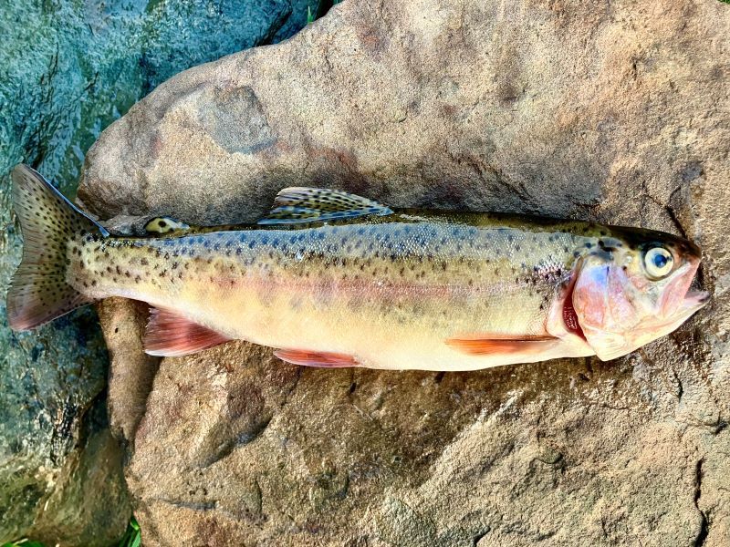 Brook trout: a true mountain treasure