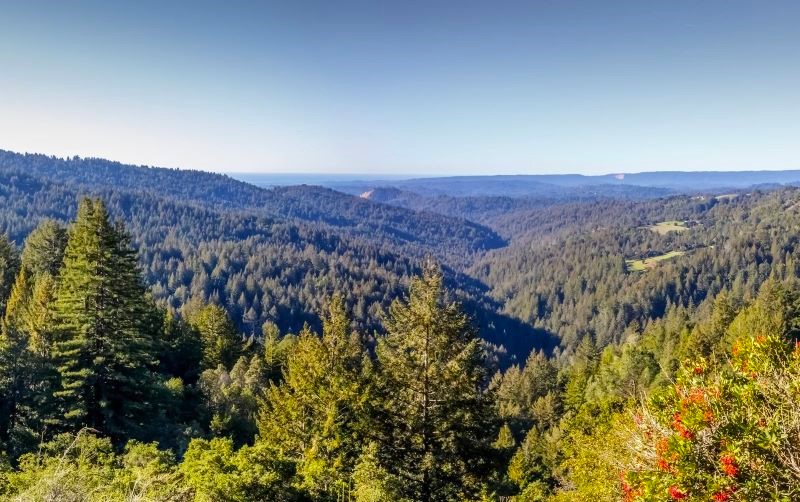 Image for display with article titled Soquel Demonstration State Forest Reopening