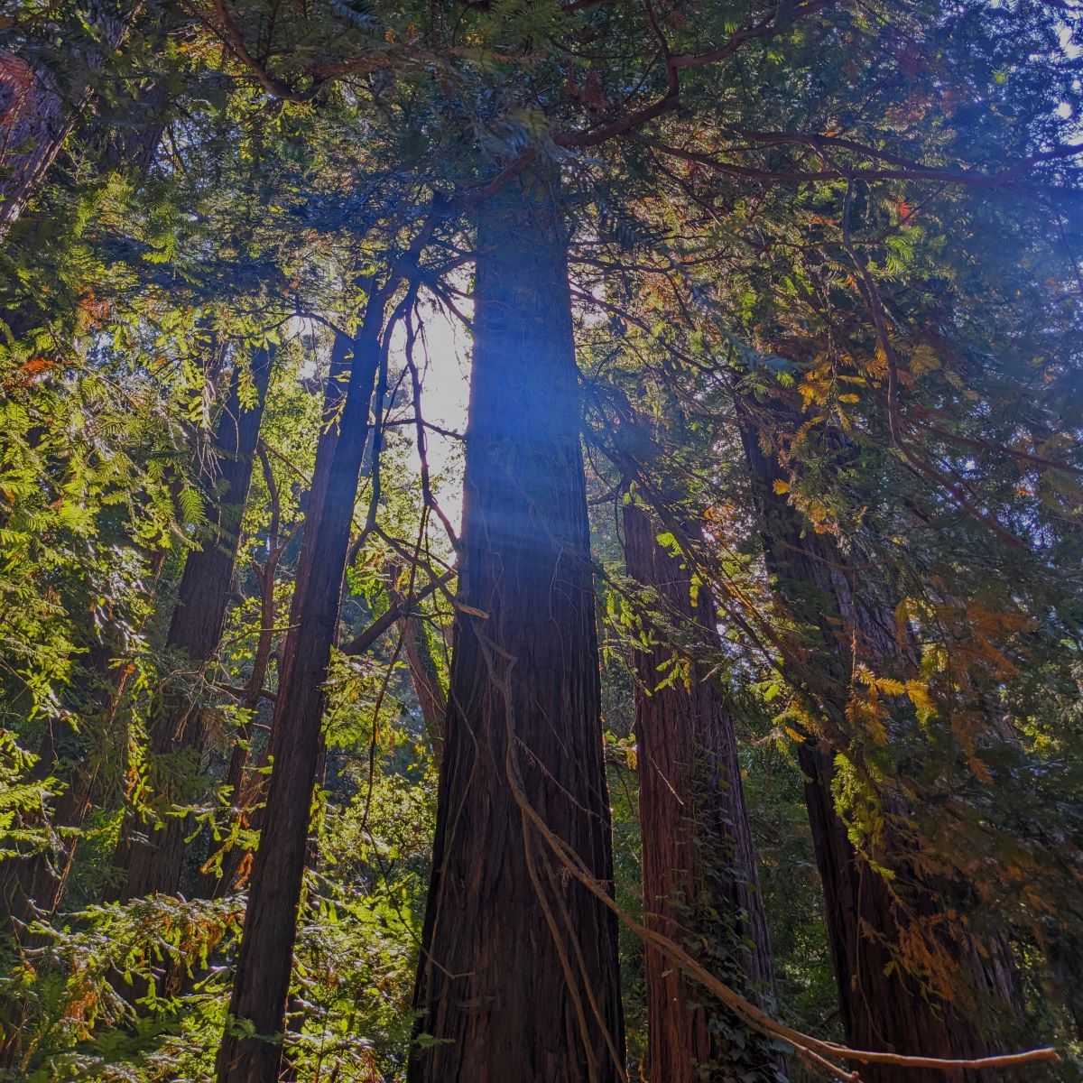 Redwoods San Lorenzo Valley Autumn