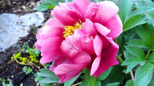 Itoh peony