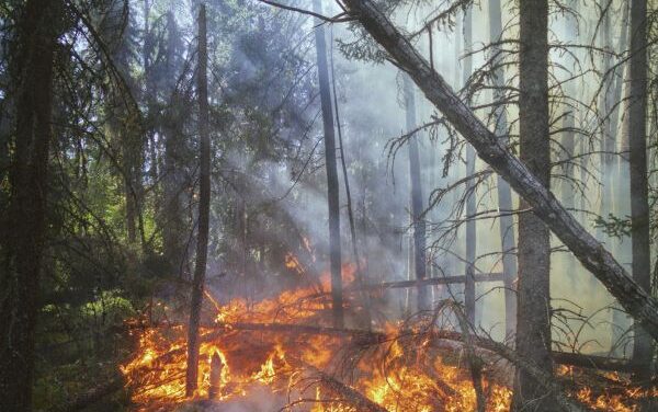 Wildfire Season Resources