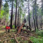 Logging History Revealed: Track-Laid Log Arch Discovered in the Santa Cruz Mountains
