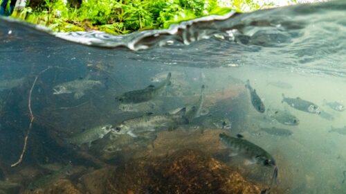 Scott Creek coho salmon release