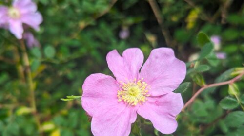 Wild Rose photo by Mary Andersen