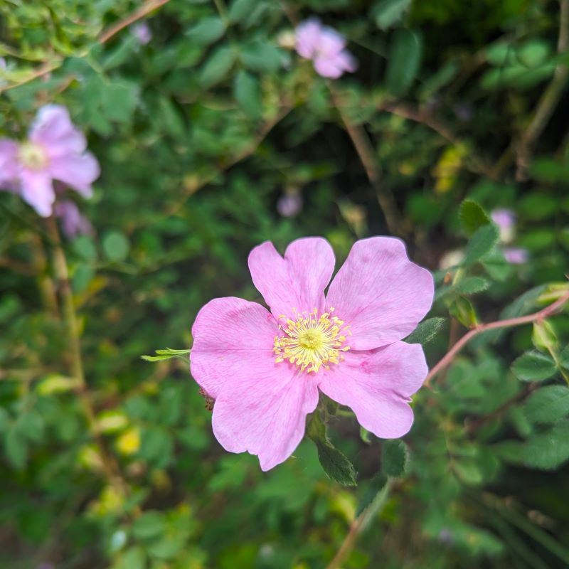 Wild Rose photo by Mary Andersen