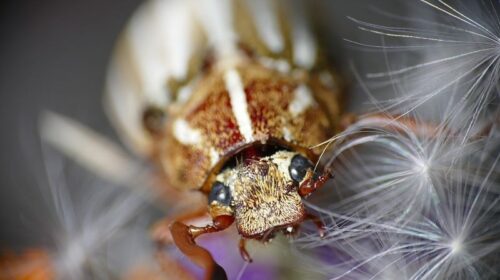 Mount Hermon June Beetle