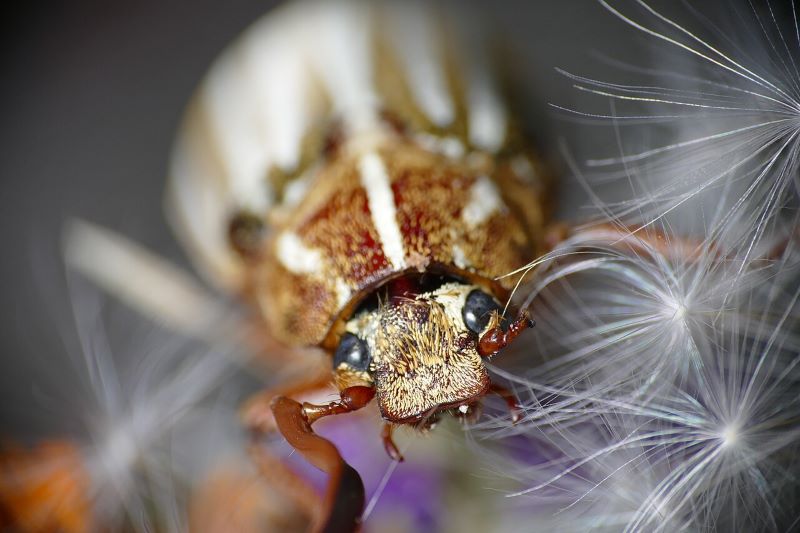 Protecting the Endangered Mount Hermon June Beetle - San Lorenzo Valley ...