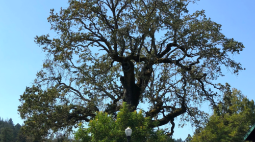 Valley Oak at Scarborough Lumber