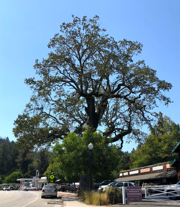 Valley Oak at Scarborough Lumber