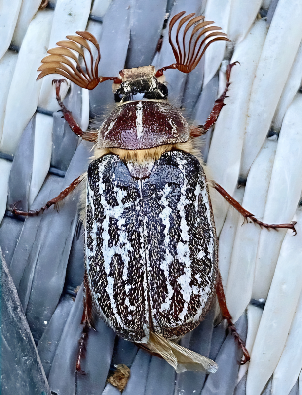 Image for display with article titled Protecting the Endangered Mount Hermon June Beetle