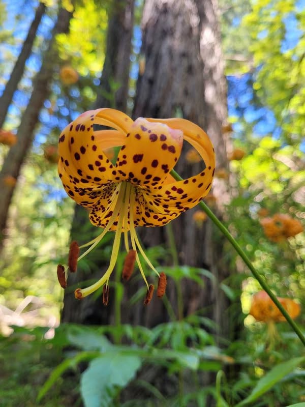 tiger lily big basin