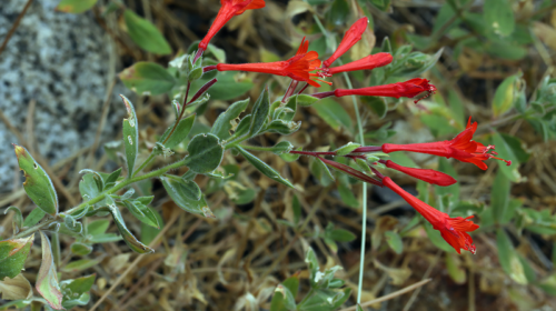 California Fuchsia (Epilobium canum)