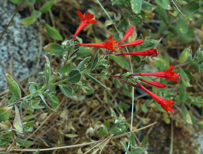 California Fuchsia (Epilobium canum)