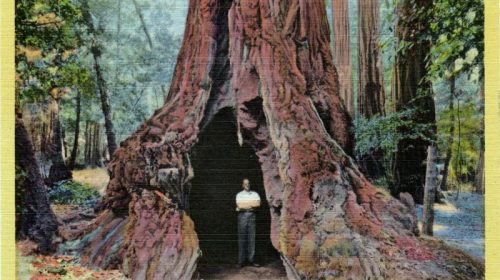 Grandmother tree big basin