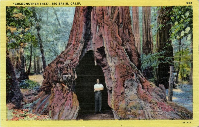 Grandmother tree big basin