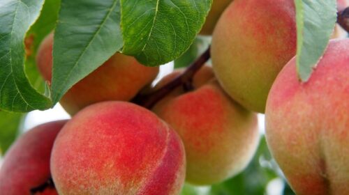 peaches september gardening