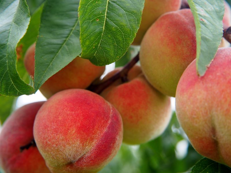 peaches september gardening