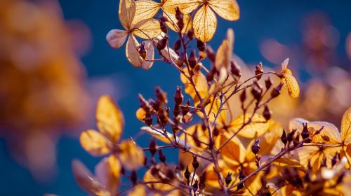 winter garden hydrangeas