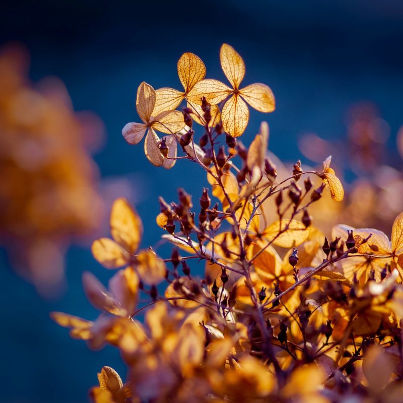 winter garden hydrangeas